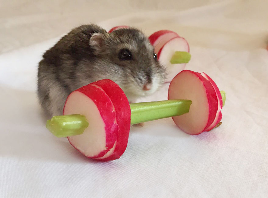 we-made-a-vegetable-gym-for-tiny-hamsters-who-hate-gyming-_880.jpg